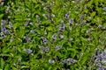 Leaves and flowers of the true peppermint, Mentha piperita, in summer, Bavaria, Germany, Europe Royalty Free Stock Photo